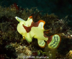 small and friendly by Afflitti Gianluca 
